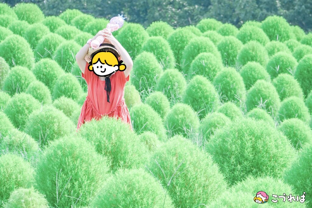 万博記念公園のフォトスポット：花の丘
撮影のコツ③
低めのアングルでうつす