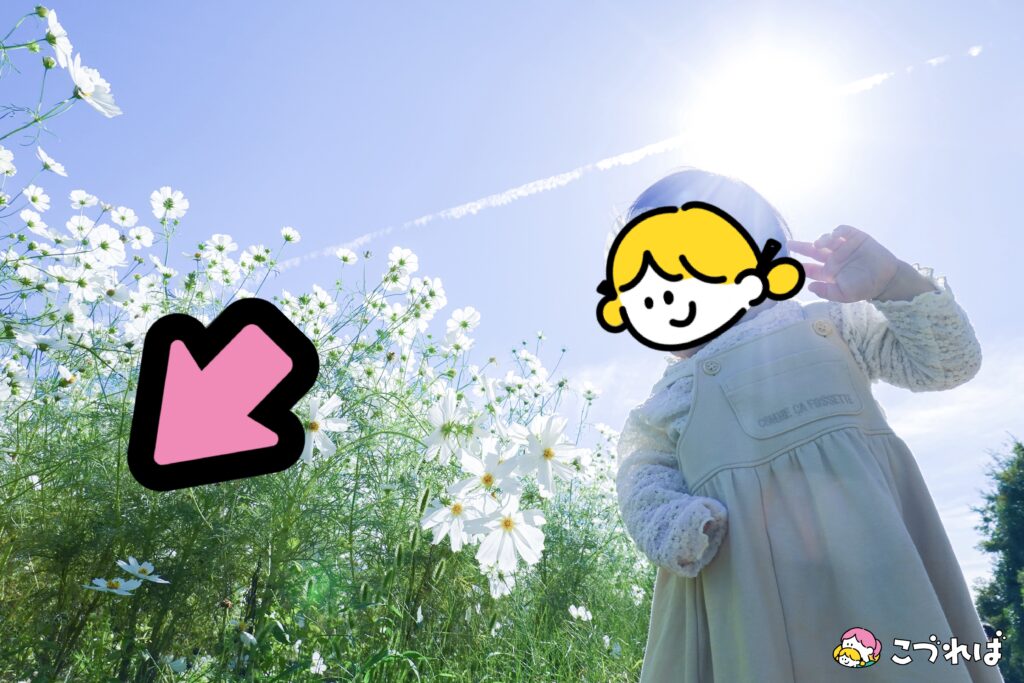 万博記念公園のフォトスポット：花の丘
撮影のコツ④
写すものは、花とこどもだけ