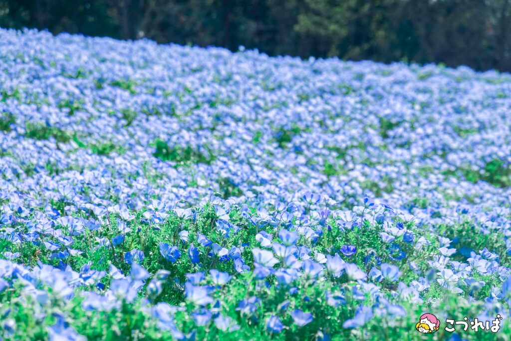 万博記念公園のフォトスポット:花の丘
注意点