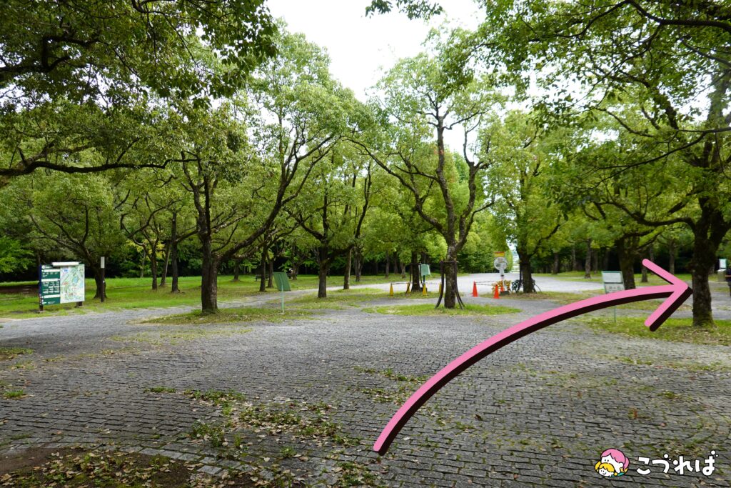 万博記念公園のフォトスポット：花の丘
西口からのルート②
広場で右に進む