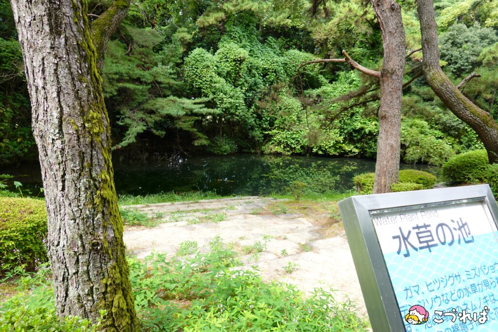 万博記念公園のフォトスポット：花の丘
西口からのルート⑤
水草の池を通り過ぎる