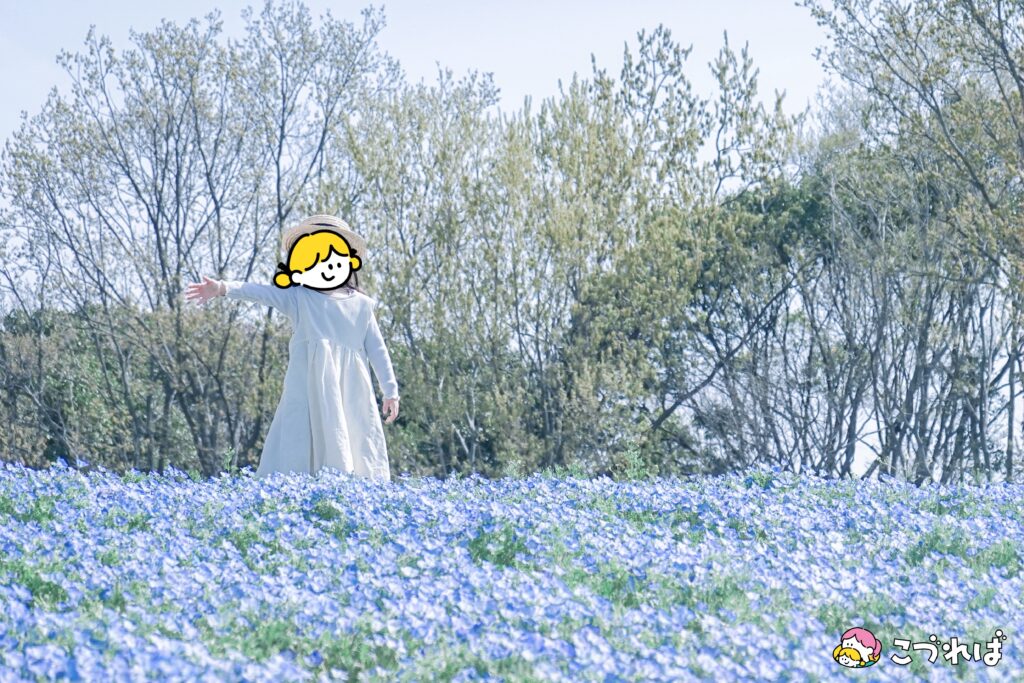 万博記念公園のフォトスポット:花の丘
春はネモフィラの世界が広がる!