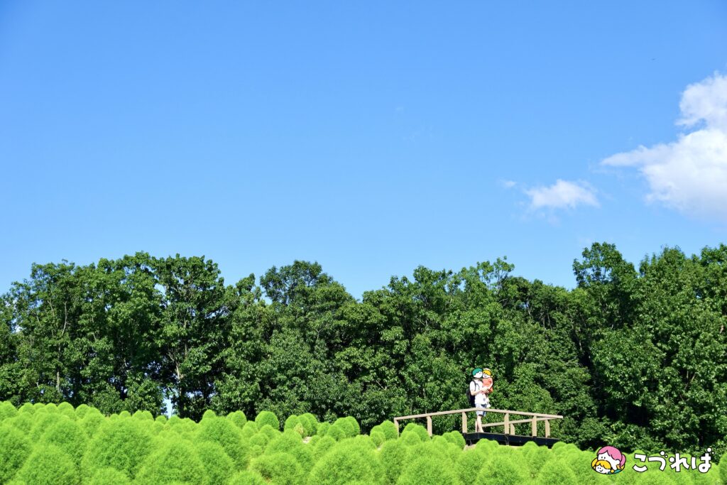 万博記念公園のフォトスポット:花の丘
夏は新緑コキア×青空×白い雲が爽快!