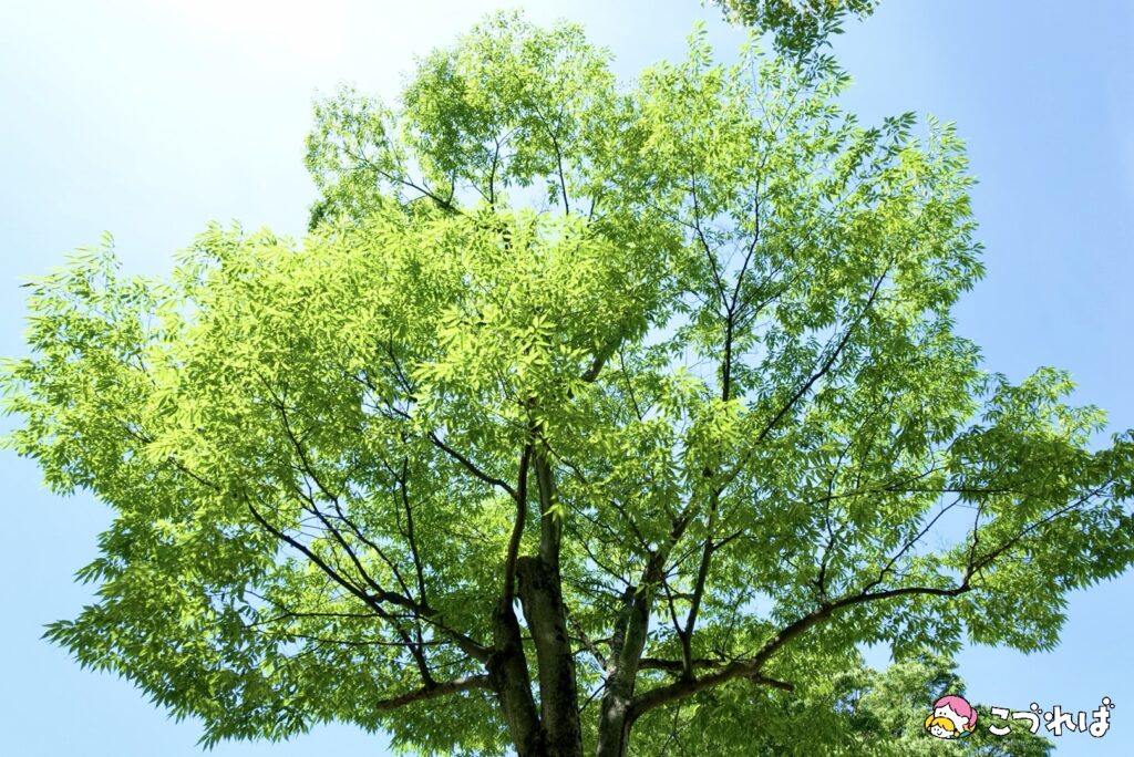 万博記念公園は子連れに最適！
万博記念公園のおすすめポイント
【癒される自然】大人もリフレッシュ
