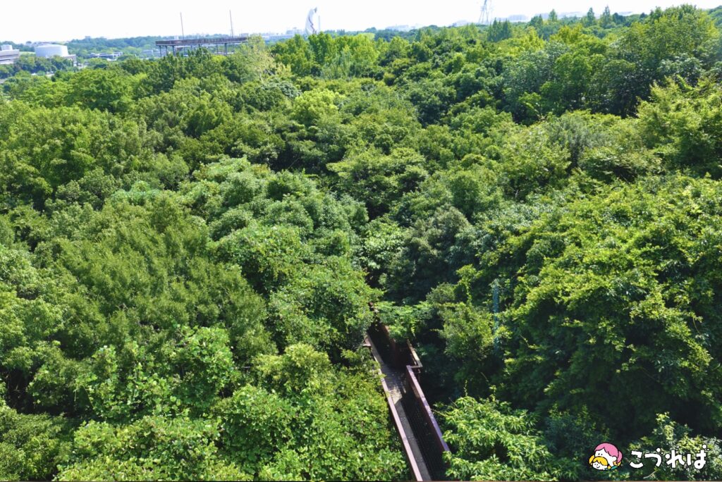 万博記念公園は子連れに最適！
万博記念公園のおすすめポイント
【癒される自然】大人もリフレッシュ
ソラード