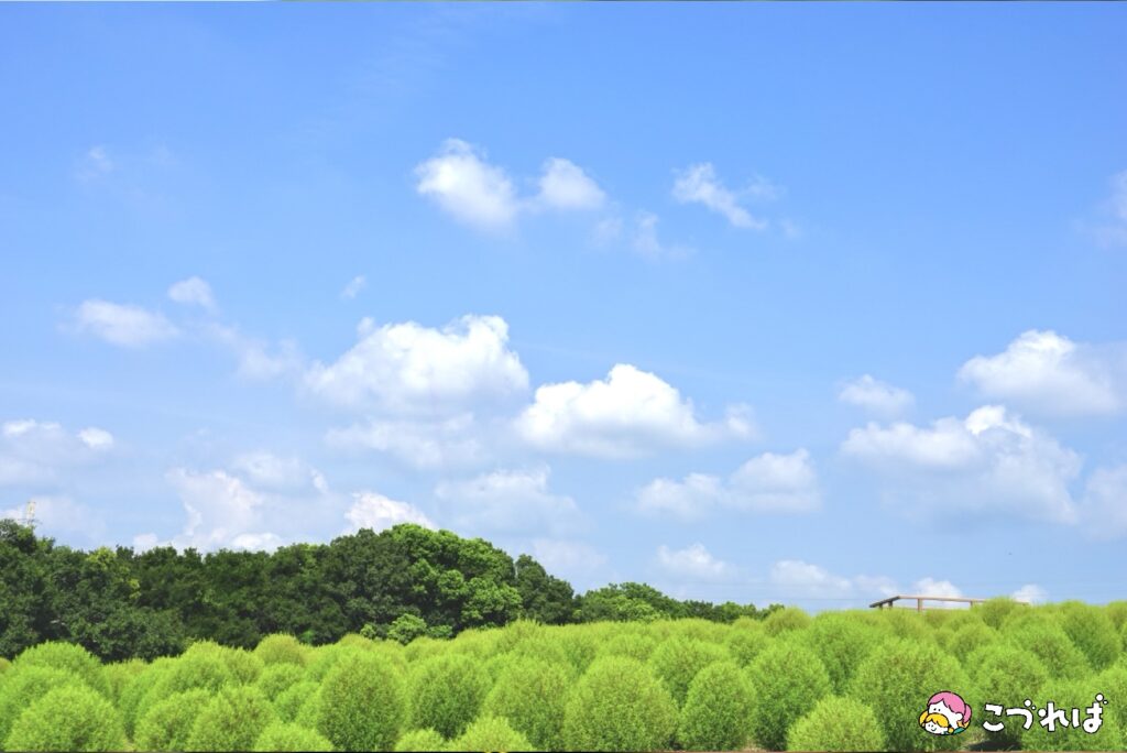 万博記念公園は子連れに最適！
万博記念公園のおすすめポイント
【癒される自然】大人もリフレッシュ
花の丘